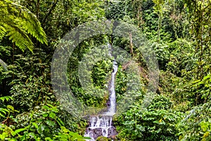 Stunning Rainmaker Waterfalls with Green Trees Rushing Water