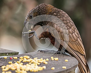 Kaka bird delicately eats corn from claw photo