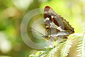 A stunning rare Male Purple Emperor Butterfly Apatura iris perching on a bracken leaf in woodland.