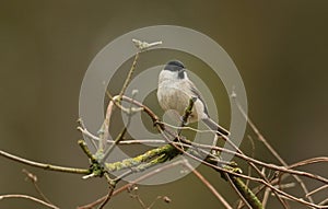 A stunning rare Marsh Tit Poecile palustris perched on a branch in a tree.