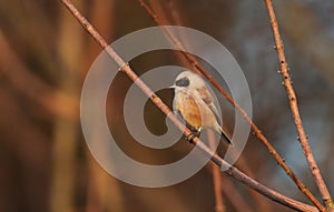 A stunning rare Penduline Tit Remiz pendulinus perched on a branch in a tree.