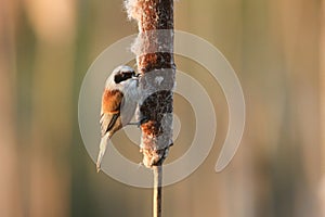 A stunning rare Penduline Tit Remiz pendulinus perched and feeding on insects in a Bulrush.