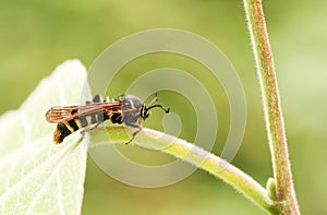 A stunning Rare Raspberry Clearwing Moth Pennisetia hylaeiformis perched on a leaf.