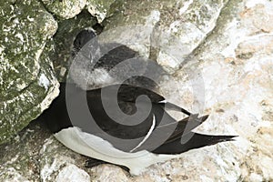 A stunning Razorbill Alca torda perching on the edge of a cliff in the UK at its nesting site with its chick.