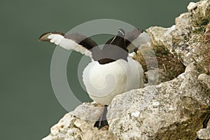 A stunning Razorbill Alca torda perching on the edge of a cliff in the UK stretching its wings.