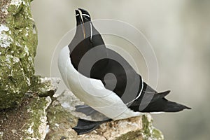 A stunning Razorbill, Alca torda, standing on a ledge on the cliff face at the edge of the sea during breeding season.