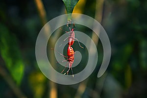 Stunning Red and black cotton tree bugs