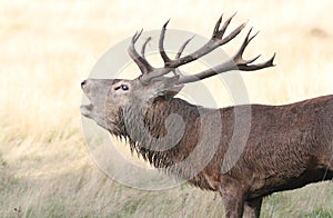 A Red Deer Stag Cervus elaphus Bellowing in a grassy field during rutting season.