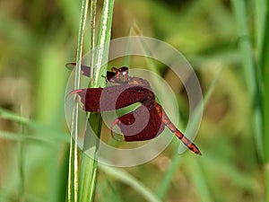 Beautiful red dragonfly perched gracefully on a tall, vibrant blade of grass in the foreground