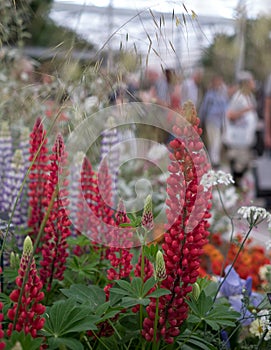 Stunning red lupins in foreground at Chelsea Flower Show, London. Admiring visitors blurred in the background.