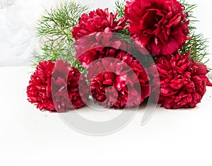 Stunning red peonies on white background