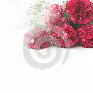 Stunning red peonies on white background