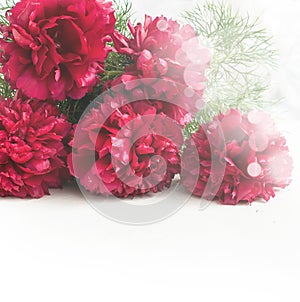 Stunning red peonies on white background