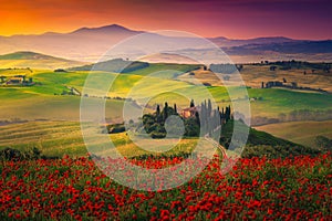 Stunning red poppies blossom on meadows in Tuscany, Pienza, Italy