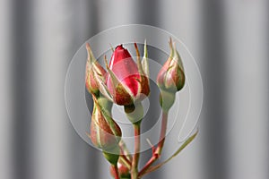 Stunning Red rose bud close up before bloom.