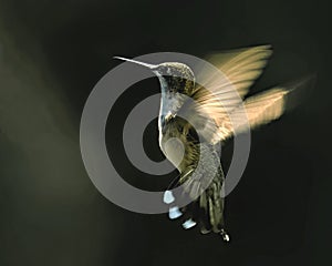 Stunning  Red throated Hummingbird in flight