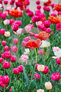 Stunning reds and pinks of spring tulip garden