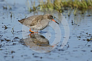A stunning Redshank, Tringa totanus, feeding in a flooded meadow in the UK.
