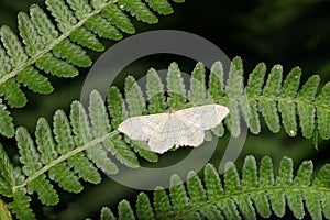 A pretty Riband Wave Moth Idaea aversata perching on a fern leaf.