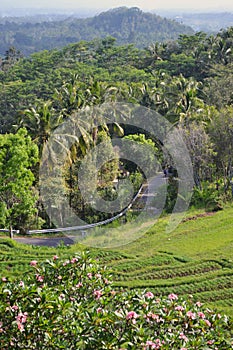 Indonesia: Ubud - Tropical landscape around Ubud - Paddy Fields, Palm trees and hills around Ubud, Bali