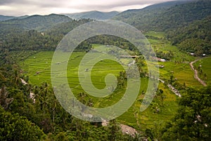 Stunning Rice Terraces of Pupuan, Bali.