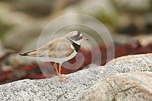 A stunning Ringed Plover Charadrius hiaticula perched on a rock on the shoreline.