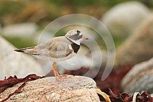 A stunning Ringed Plover Charadrius hiaticula perched on a rock on the shoreline.