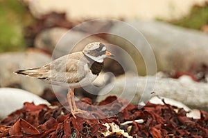 A stunning Ringed Plover Charadrius hiaticula perched on seaweed on the shoreline.