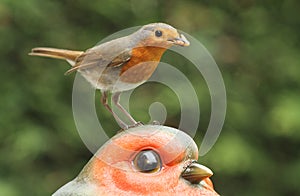 A stunning Robin red breast Erithacus rubecula bird sitting on the head of a large Robin garden ornament with food in its beak.