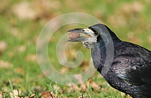 A stunning Rook Corvus frugilegus perched on the grass with an acorns in its beak. It is collecting food to store for the winter