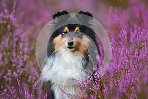 Stunning sable white shetland sheepdog,sheltie with gray eyelashes in blooming heather