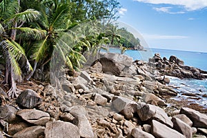 Stunning scene of granite rocks and coconut palm trees situated near a peaceful beach