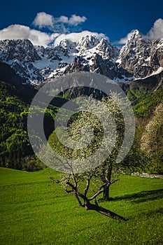 Stunning scenery with high snowy mountains and blooming fruit trees