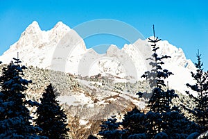 Stunning scenery view of mountain peak cover with snow and in front of is spruce tree in winter season at Georgia