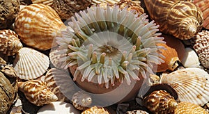 Stunning sea anemone surrounded by colorful seashells