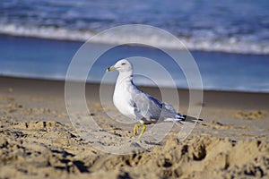 Stunning Seagull at Virginia Beach!