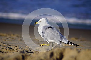Stunning Seagull at Virginia Beach!