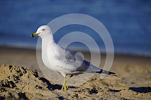 Stunning Seagull at Virginia Beach!