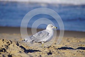 Stunning Seagull at Virginia Beach!