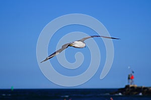 Stunning Seagull at Virginia Beach!