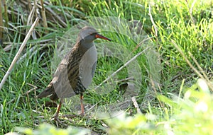 A stunning secretive Water Rail Rallus aquaticus searching for food along the bank of a lake.