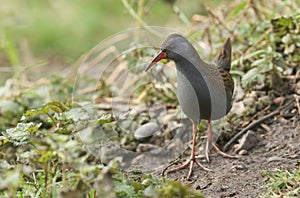 A stunning secretive Water Rail Rallus aquaticus searching for food along the bank of a lake.
