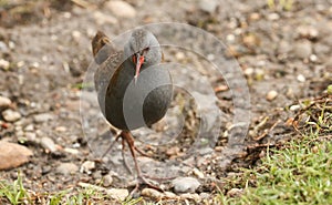 A stunning secretive Water Rail Rallus aquaticus searching for food along the bank of a lake.