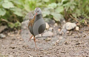 A stunning secretive Water Rail Rallus aquaticus searching for food along the bank of a lake.