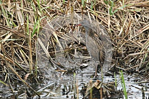 A stunning secretive Water Rail Rallus aquaticus searching for food in the reeds at the edge of a lake.