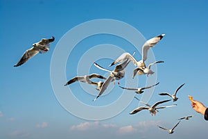 Stunning shot of a flock of birds flying and migrating on a bright blue sky