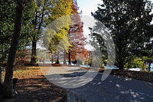 A stunning shot of gorgeous red autumn trees near a still lake in the park along a smooth walking path at Centennial Park