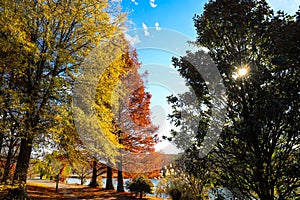 A stunning shot of gorgeous red autumn trees near a still lake in the park along a smooth walking path at Centennial Park