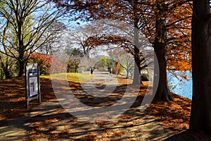 A stunning shot of gorgeous red autumn trees near a still lake in the park along a smooth walking path with people walking