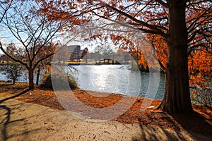 A stunning shot of gorgeous red autumn trees near a still lake in the park along a smooth walking path with people walking